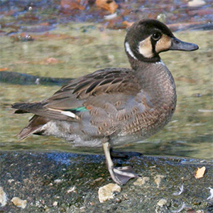 Baikal Teal